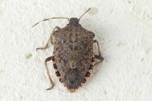 Réf. 280 340 : Halyomorpha halys